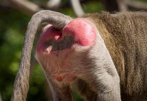 fesses de babouin|Syndrome de Babouin : réaction inhabituelle à l’amoxicilline